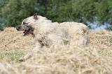 BOUVIER DES ARDENNES 004